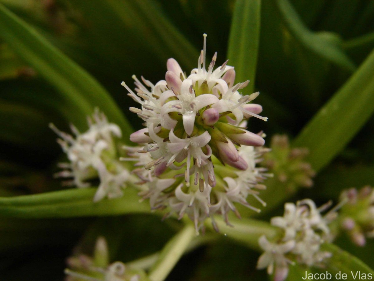 Hedyotis plantaginifolia Arn.